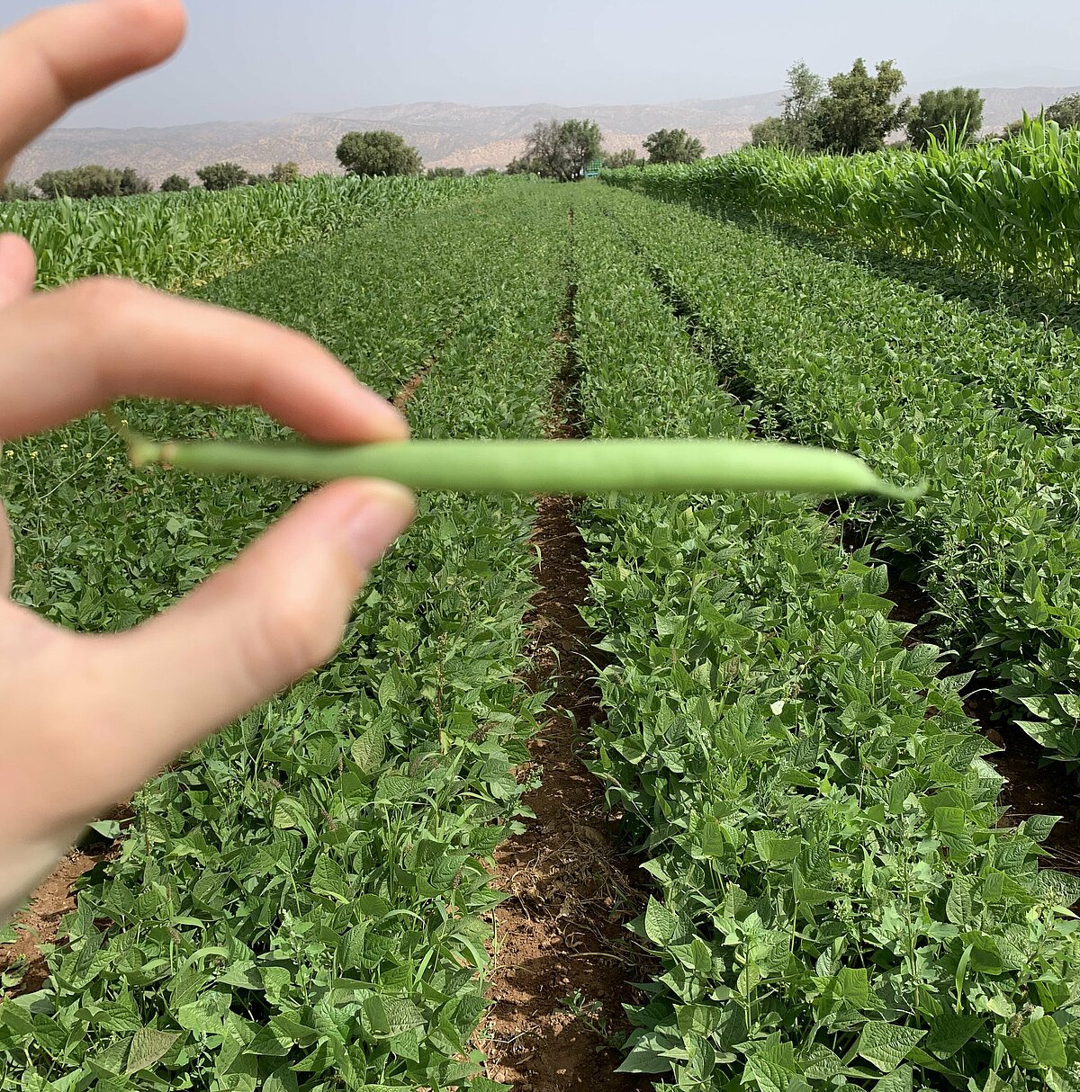 Sustainable vegetable production